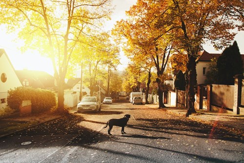 Sunny fall day in a suburban neighborhood 