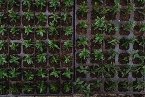 Multiple rows of plants in a green room environment. 