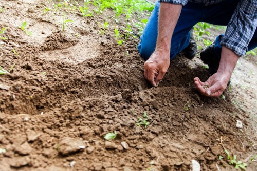 Person bent down, planting seeds in the soil. 