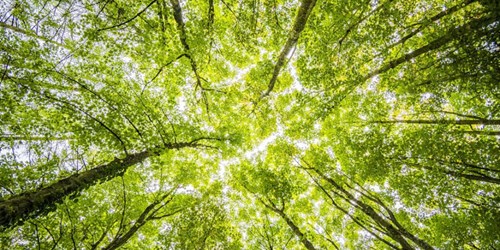 Trees