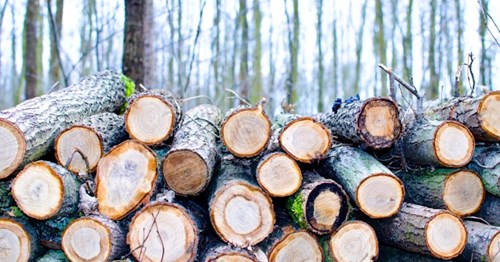 Pile of wood